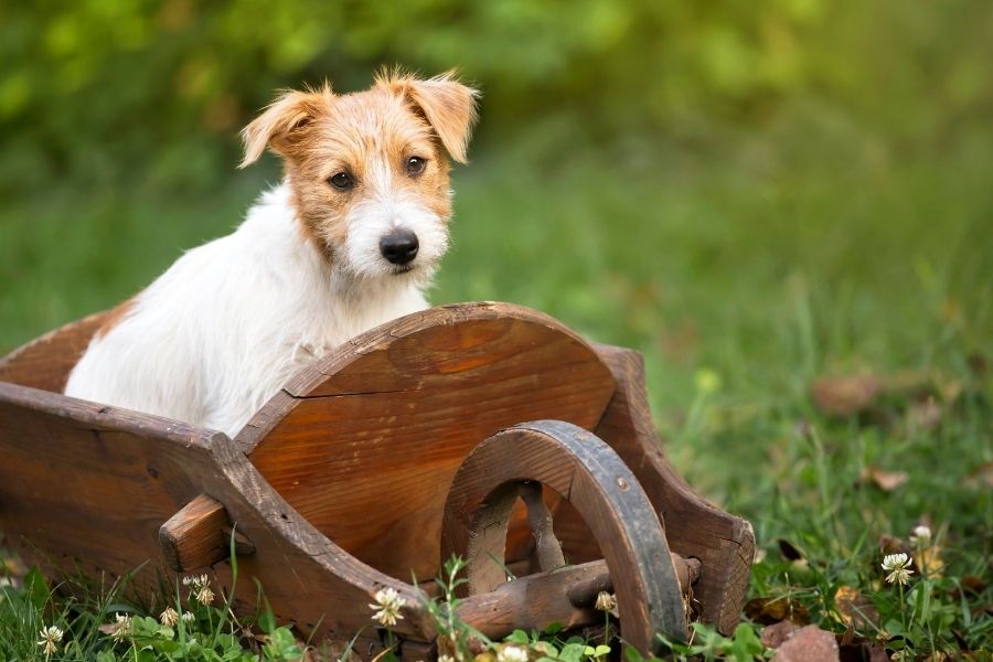 Where to Take Your Dog in Austin and Dallas