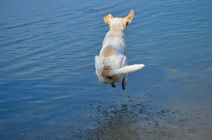 Dog swimming in lake with toy in mouth