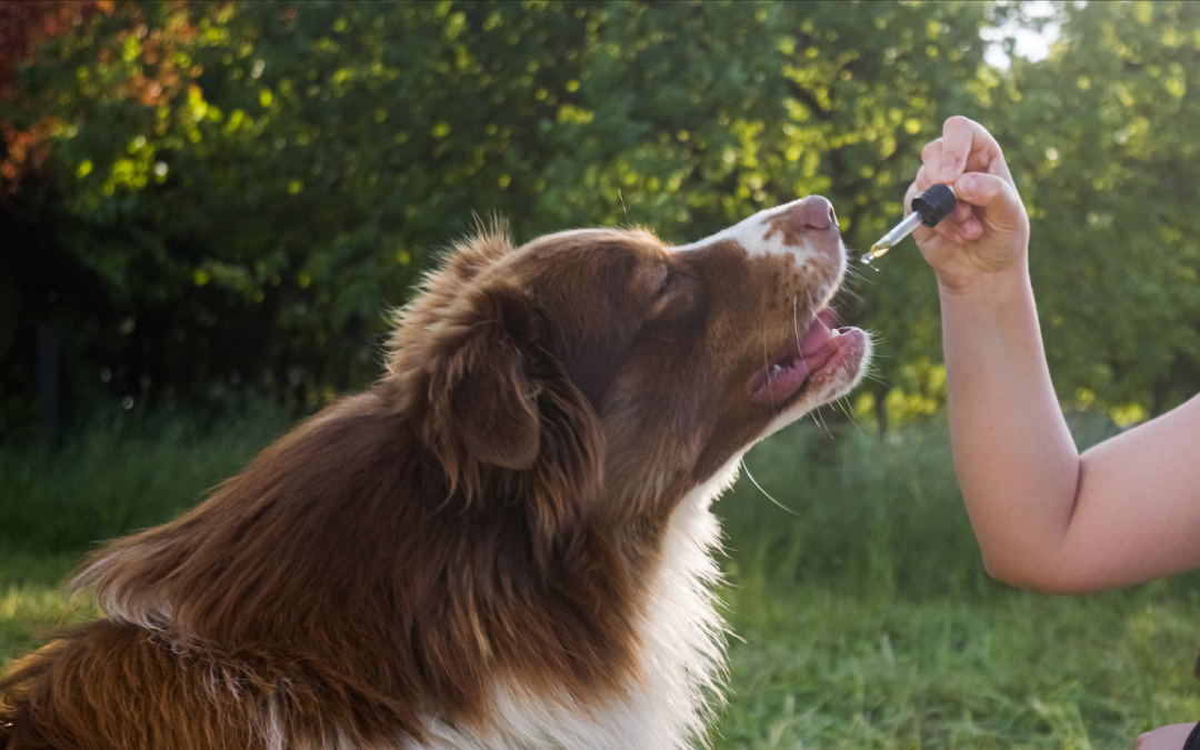 5 Benefits of CBD Oil for Dogs