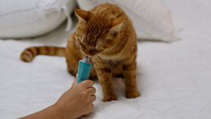 Orange tabby cat licks hairball remedy from tube.