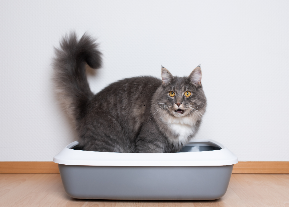 Why Your Cat Stops Using The Litter Box