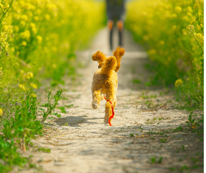 Happy dog walking in Austin and Dallas