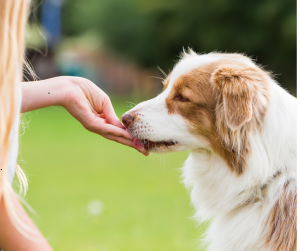 Use treats for positive reinforcement during dog walks in Dallas and Austin