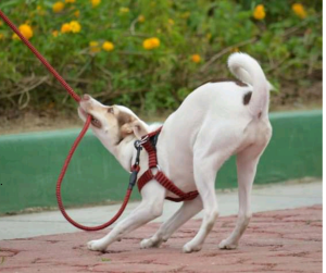 Jack Russel Terrier pulls on leash, one of the common dog walking problems a professional dog walker in Dallas can help.