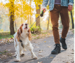 Dog barking at other dogs or people as example of common dog walking problems