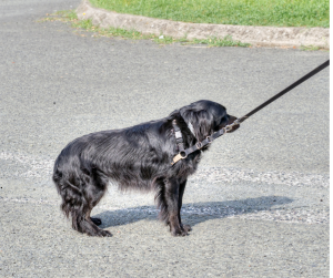 Black dog refuses to walk on leash common dog walking problems