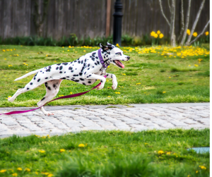 Dalmation lunges as example of common dog walking problems
