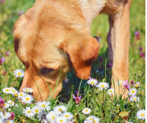 Yellow Lab sniffs grass and flowers as example of common dog walking problems like excessive sniffing or marking
