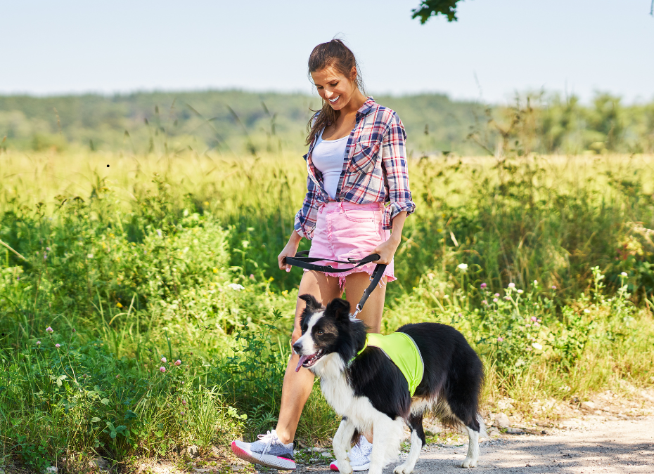 How To Fix Common Dog Walking Problems