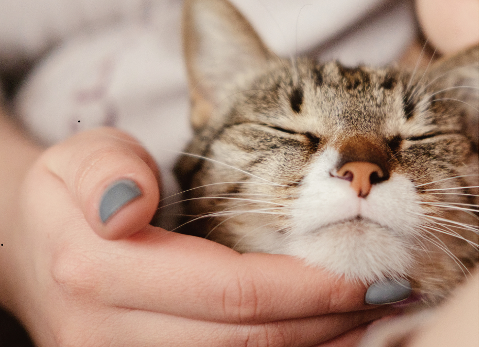 Keeping Your Indoor Cat Happy When You’re Away
