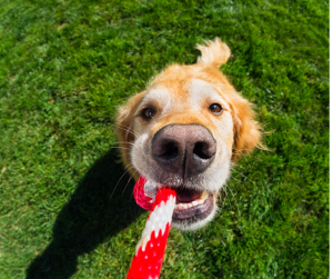 Dog pulls on toy as tug of war game for indoor exercise for dogs
