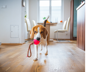 Beagle plays fetch in hallway as indoor exercise for Dogs