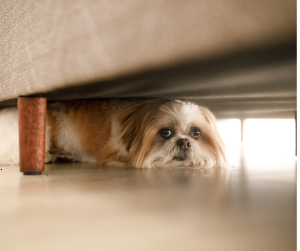 Indoor exercise for dogs includes hide and seek, dog hides under couch