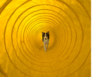 Indoor exercise for dogs can include obstacle courses like this dog in a tunnel