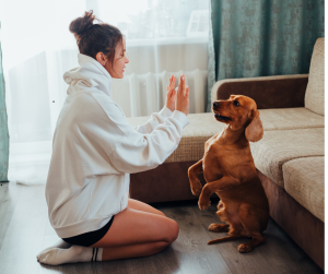 Indoor exercise for dogs can include new training sessions, woman plays patty cake with dog on hind legs