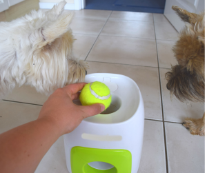 Two terriers play with automatic ball thrower as indoor exercise for dogs