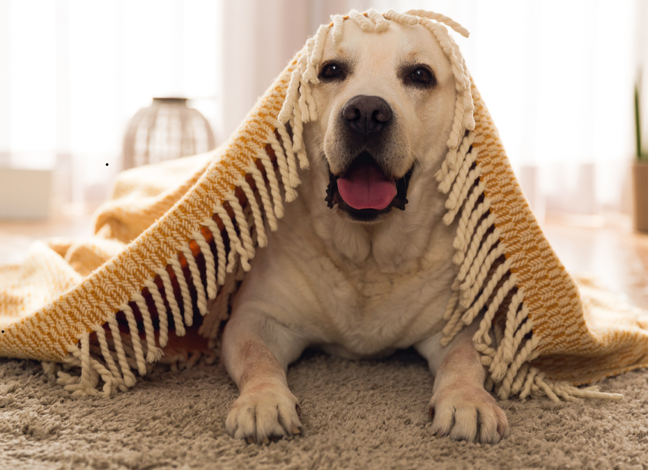 Indoor Exercise for Dogs Made Fun