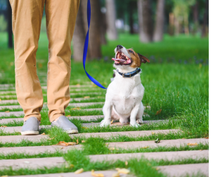 Happy dog stops during a dog walk with dog walker in Austin and Dallas