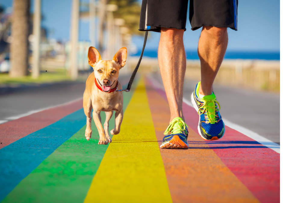 14 Professional Dog Walking Tips for the Best Walks