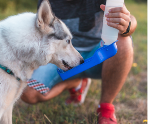 Dallas Husky drinks from collapsible water bowl, one pro dog walking tips