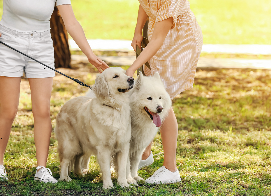 Dog walking in Austin with pet sitters