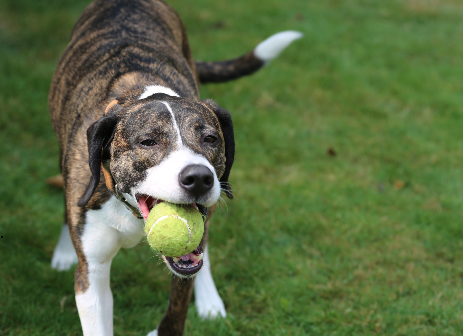 3 Ways In-Home Pet Sitting Benefits You and Your Pet