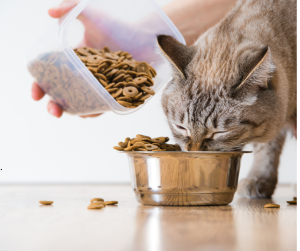 Cat is fed during in-home cat sitting in Austin