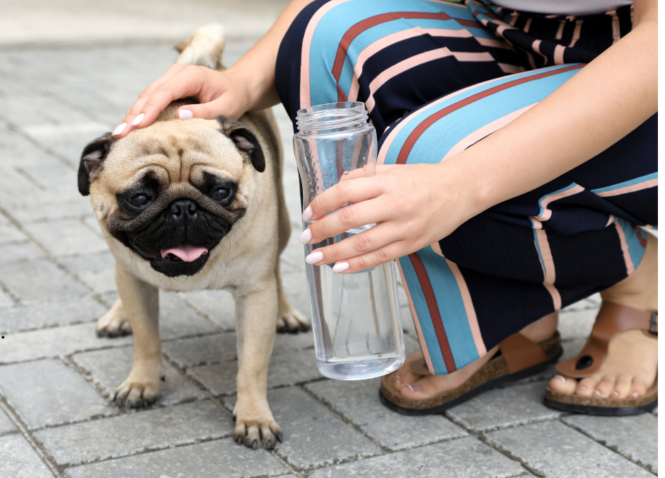 Austin Heat Survival Guide for Pet Owners