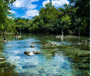 Barton Springs is a great spot for Austin pets to cool off