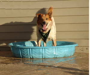 austin pet cools off in kiddie pool