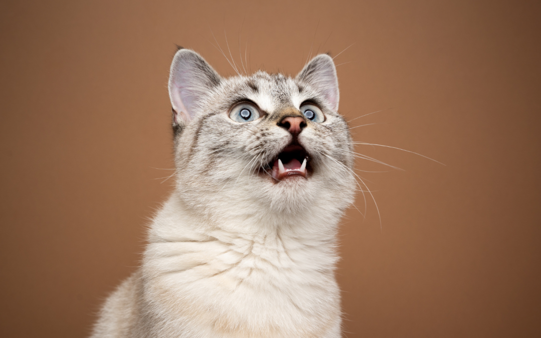 Meow Decoding: Master Your Cat’s Language