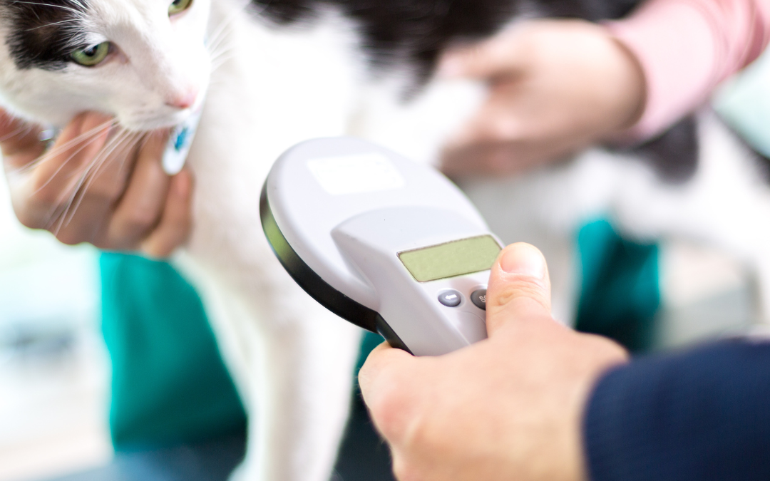 Lost or Found: Why Microchipping Your Pet Makes Good Sense