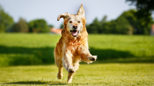 Senior dog running and happy after taking CBD Oil for Dogs for pain relief. 