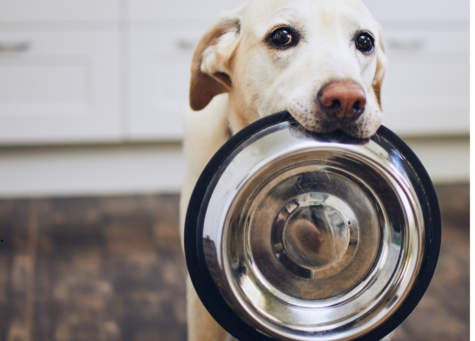 How to Avoid Pet Sitter Problems