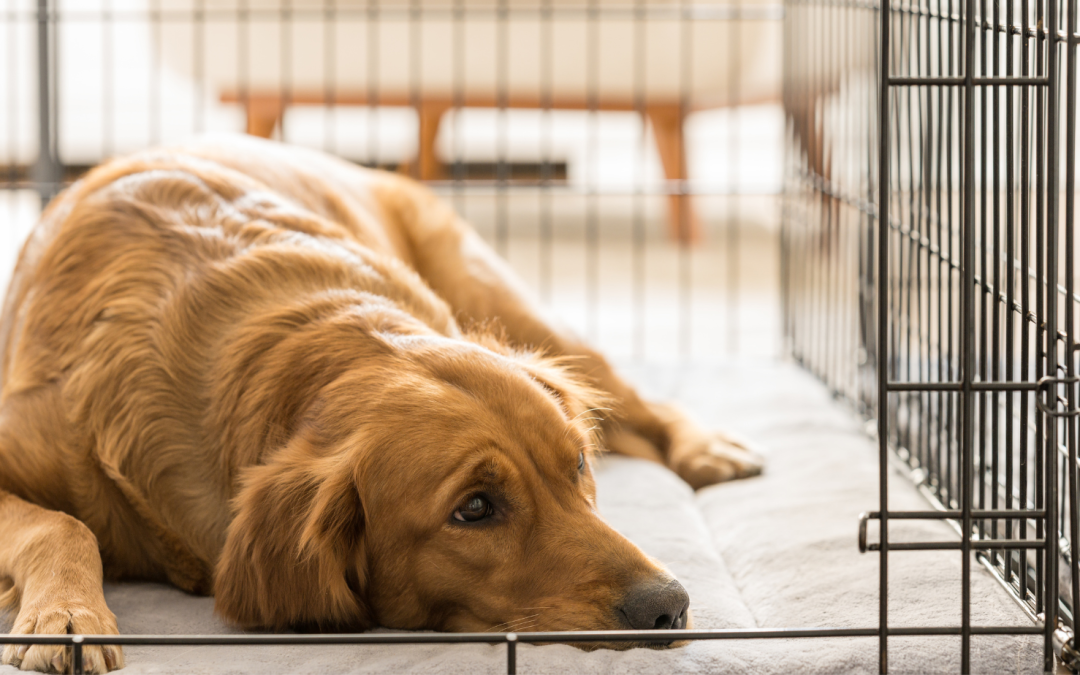 Caring for Your Dog During Heartworm Treatment