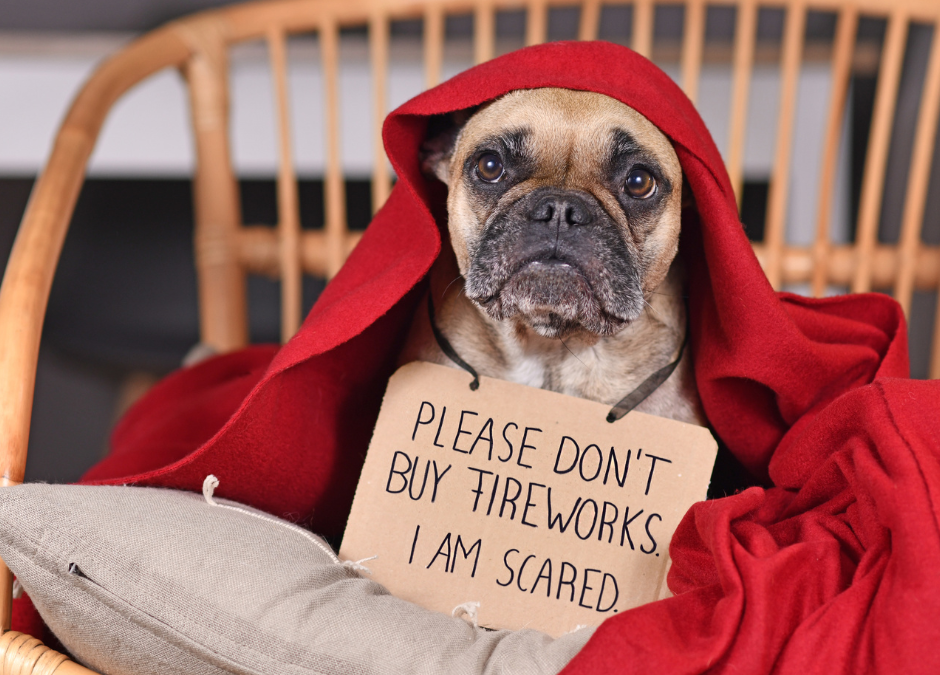 Boom! How to Calm a Dog with Fireworks Anxiety