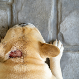 Dog hot spot on back of neck needs treatment with betadine