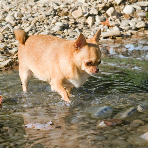 Fight Dog Obesity with This Easy Strategy!