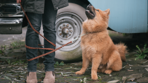 Dog walking problems dallas texas