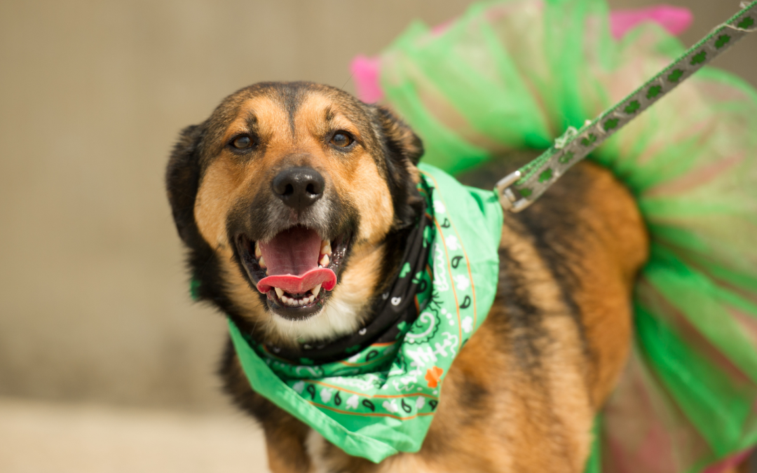 Celebrate the Ultimate St. Patrick’s Day in Dallas