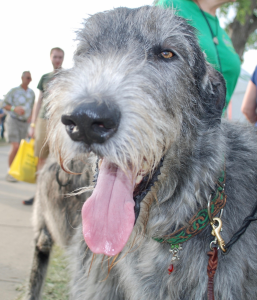 Irish Wolfhound enjoys St. Patrick's Day in Dallas