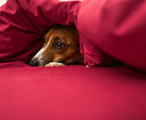 Dog with fireworks anxiety hides under bed