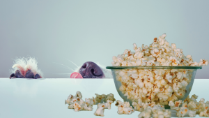 Dog peers over counter looking at popcorn that is a dog-friendly movie snacks.