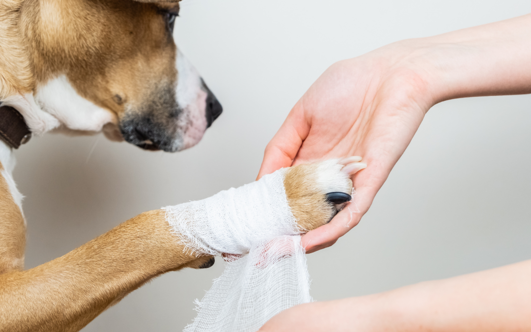Things To Consider When Using Betadine on Dogs