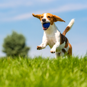 All American Pet Photo Day Action Shot Beagle with Ball Jumping