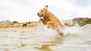 Things to consider when using betadine on dogs who like to swim
