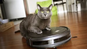 cat riding roomba for spring cleaning with pets