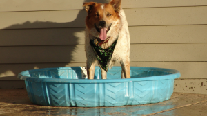 dog stands in baby pool cooling off