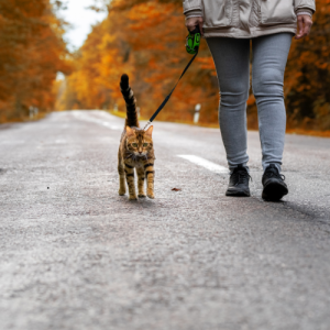 Orange cat and human take nature walk for All American Pet Photo Day