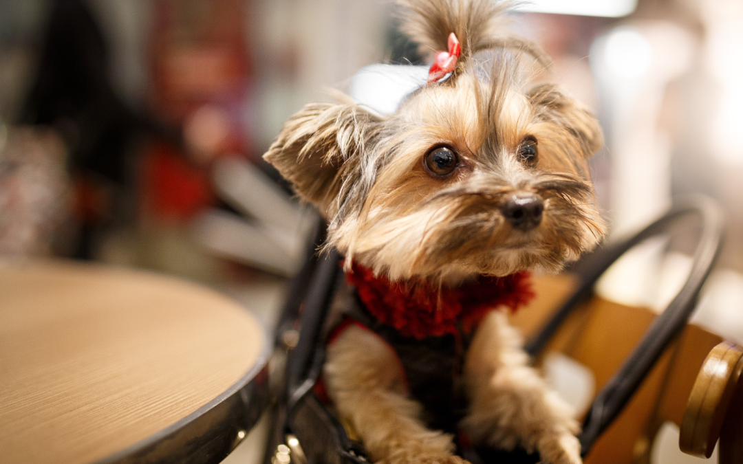 The Best Dog-Friendly Places in Lewisville, TX